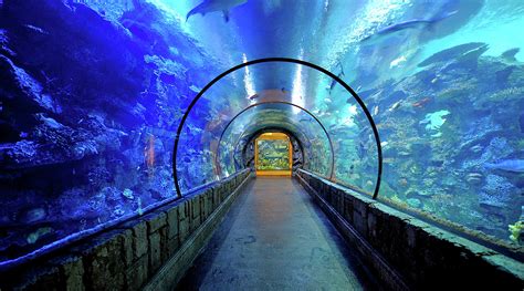 Is Mandalay Bay Aquarium Free For Hotel Guests?