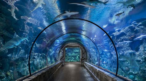 Is The Aquarium Free If You Stay At Mandalay Bay?