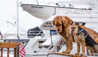 Is The Miami Boat Show Dog Friendly?