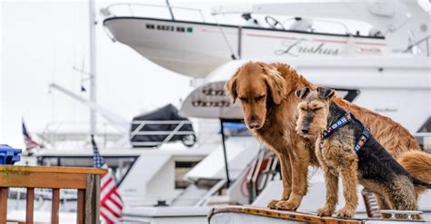 Is The Miami Boat Show Dog Friendly?