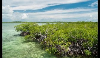 Is The Water Clear In Key Biscayne?