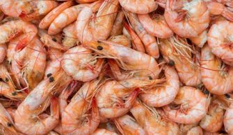 Is There A Shrimp Season In Florida?