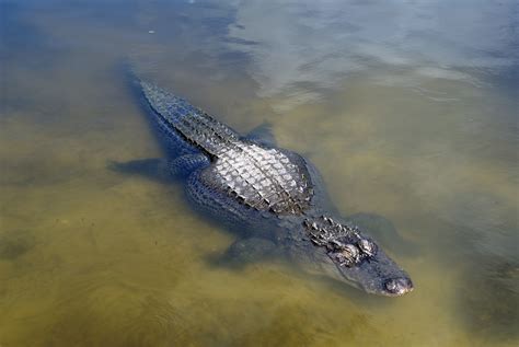 Is there crocodiles in Orlando?