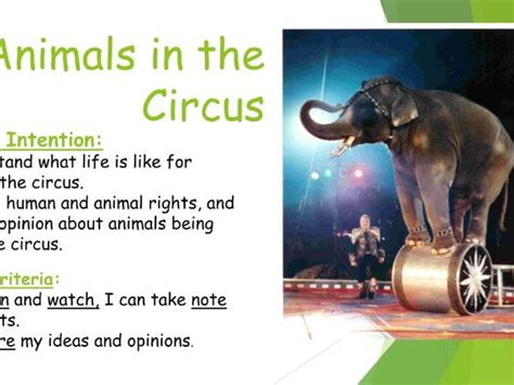 Should Animals Be In The Circus For Kids?