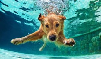 Should I Let My Dog Swim In The Sea?