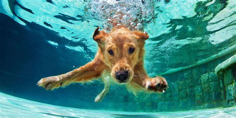 Should I let my dog swim in the sea?