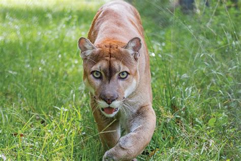 What animal does Florida protect?