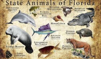 What Are Class 3 Animals In Florida?