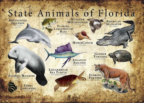 What are Class 3 animals in Florida?