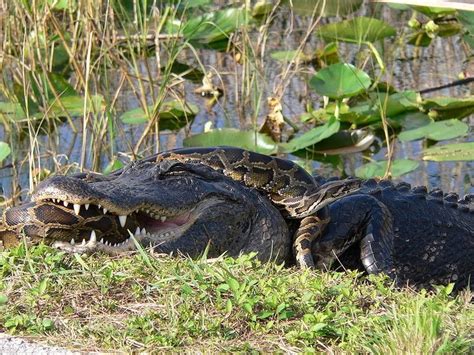 What are two rare animals that live in the Everglades?