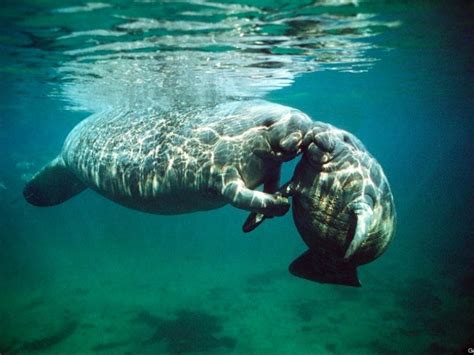 What city in Florida has the most manatees?