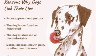 What Does It Mean When A Dog Licks You?