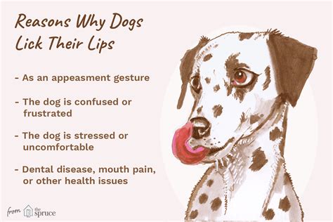 What Does It Mean When A Dog Licks You?