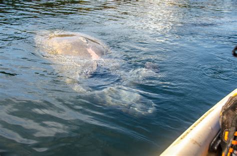 What Does It Mean When A Manatee Rolls?