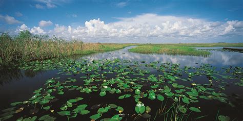 What Does The Everglades Smell Like?