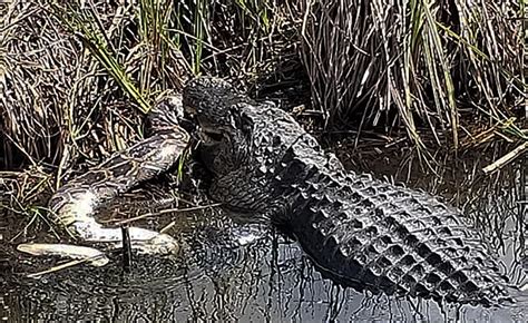 What eats pythons in Florida?