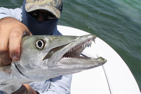 What fish can you catch at night in Florida?