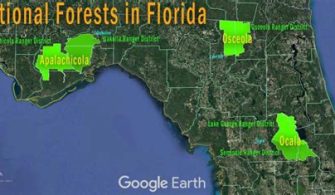 What Florida City Has A National Forest?