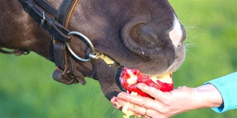 What Fruit Can Horses Not Eat?