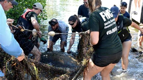 What happens if you hit a manatee in Florida?