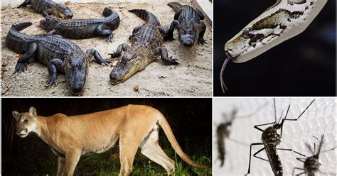 What is Florida's deadliest animal?