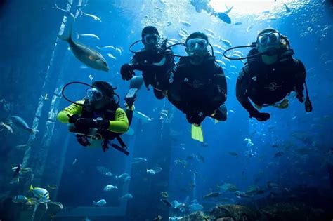 What Is The Average Cost Of Scuba Diving?