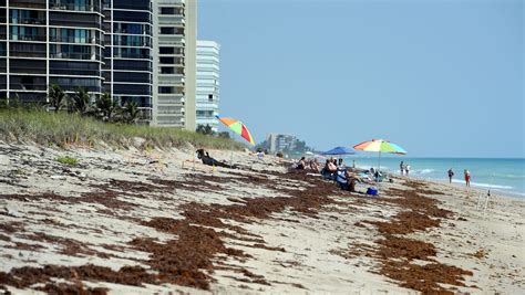 What Is The Bacteria On Miami Beach 2023?