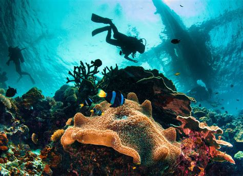 What is the best season to dive in Florida?