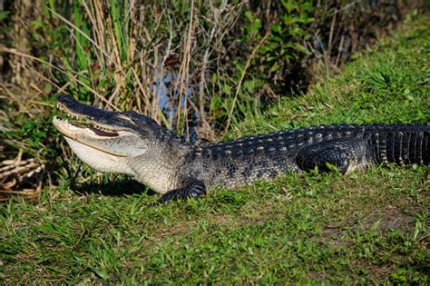 What is the best time of day to see alligators in the Everglades?