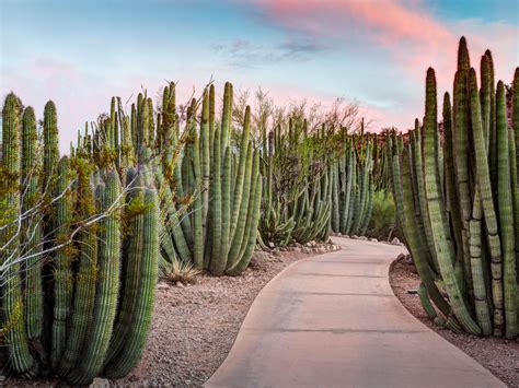 What is the best time of year for Desert Botanical Garden?