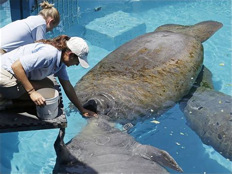 What is the biggest human threat to Florida manatees?