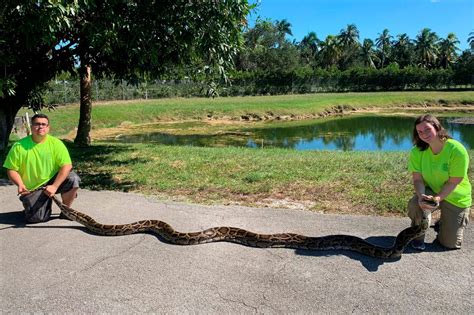 What Is The Biggest Problem In The Everglades?