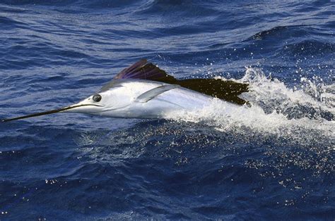 What is the fastest fish in Florida?