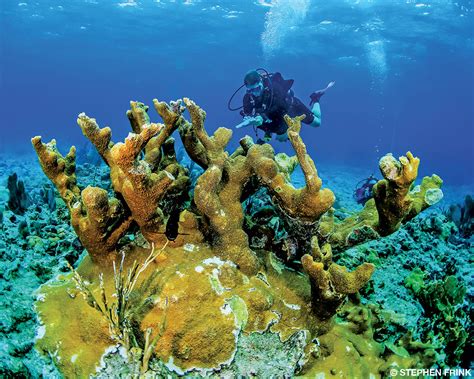 What is the largest coral reef in Florida?