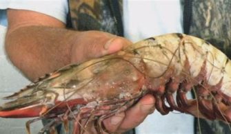 What Is The Largest Shrimp In Florida?