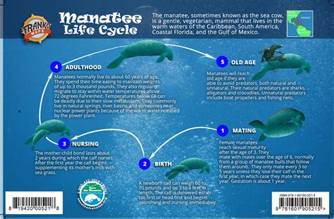 What is the lifespan of a manatee?