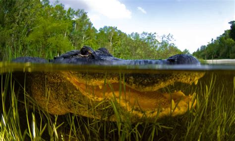 What is the most alligator-infested lake in Florida?