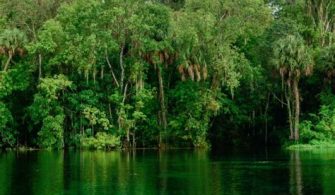 What Is The Most Famous Forest In Florida?