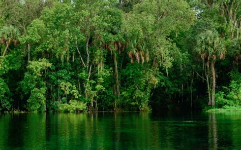 What Is The Most Famous Forest In Florida?