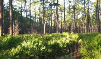 What Is The Most Forested Area In Florida?