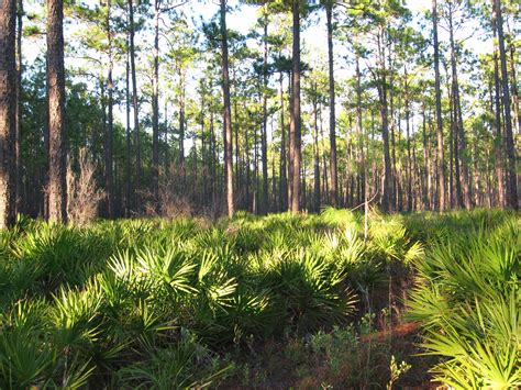 What Is The Most Forested Area In Florida?