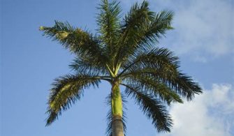 What Is The National Tree Of Miami?