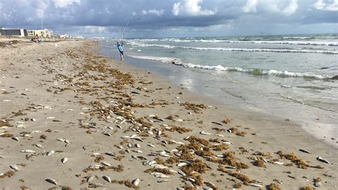 What Is The Red Stuff In The Water At Cocoa Beach?