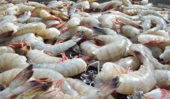 What Is The Shrimp Limit In Florida?