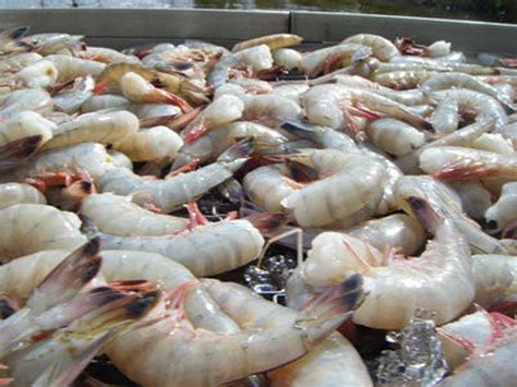 What Is The Shrimp Limit In Florida?