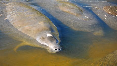 What is the single largest cause of manatee deaths in Florida?