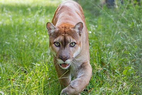 What is the wildlife in Florida?