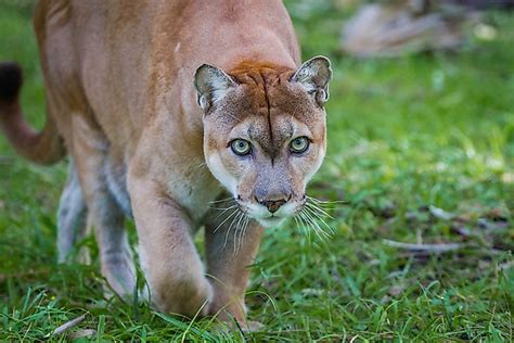 What kind of animals live in the Everglades?