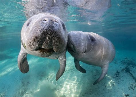 What months can you see manatees in Florida?