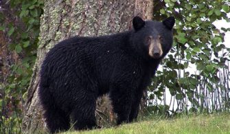 What Part Of Florida Has The Most Black Bears?